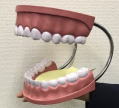 発音指導用歯形